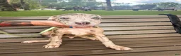 Mixed Breed dogs for sale: Mixed Breed 6 - Ad 15