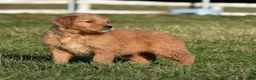 Golden Retriever dogs for sale: Rollie         Genetic/OFA - Ad 10