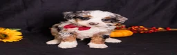 Mini Bernedoodle dogs for sale: Rodger - Ad 4