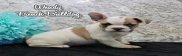 French Bulldog dogs for sale: Wendy - Ad 1