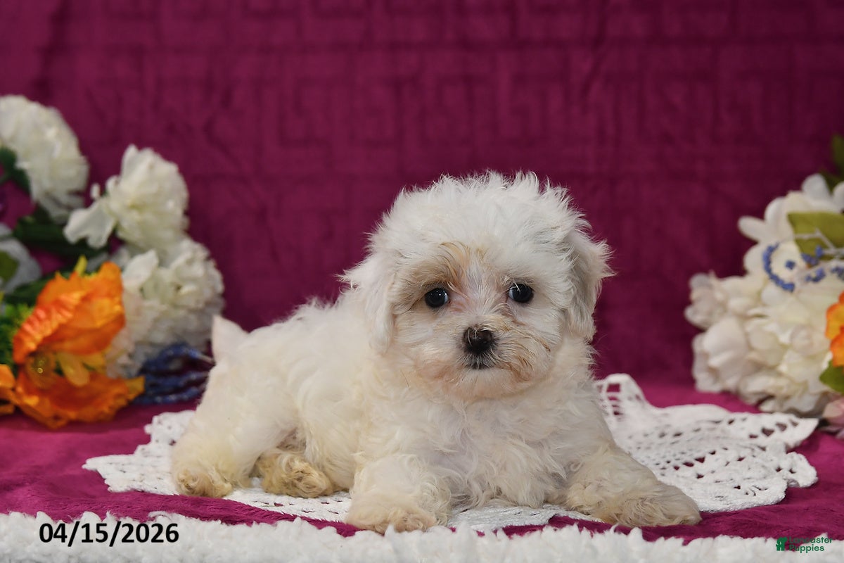 Maltipoo dogs Maggie - Ad 2
