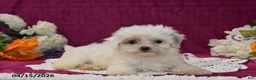 Maltipoo dogs for sale: Maggie - Ad 3