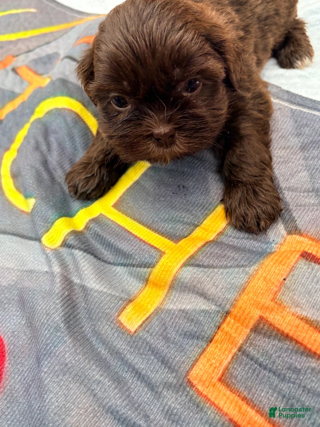 Shih Tzu dogs for sale: Shih Tzu Puppy 3 - Ad 1