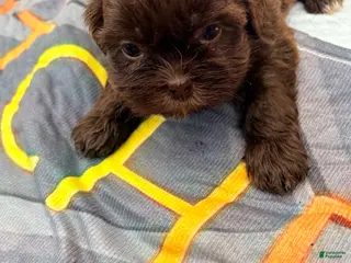 Shih Tzu dogs Shih Tzu Puppy 3 - Ad 9
