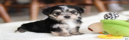 Morkie dogs for sale: Nora - Ad 4