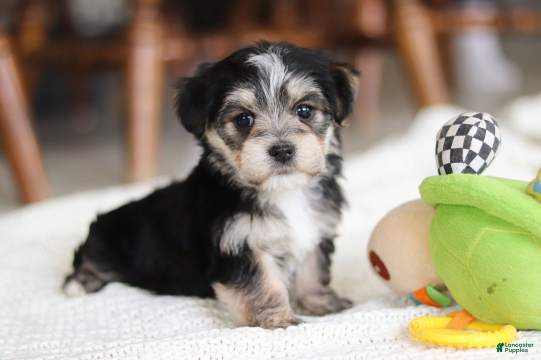 Morkie dogs for sale: Nora - Ad 4