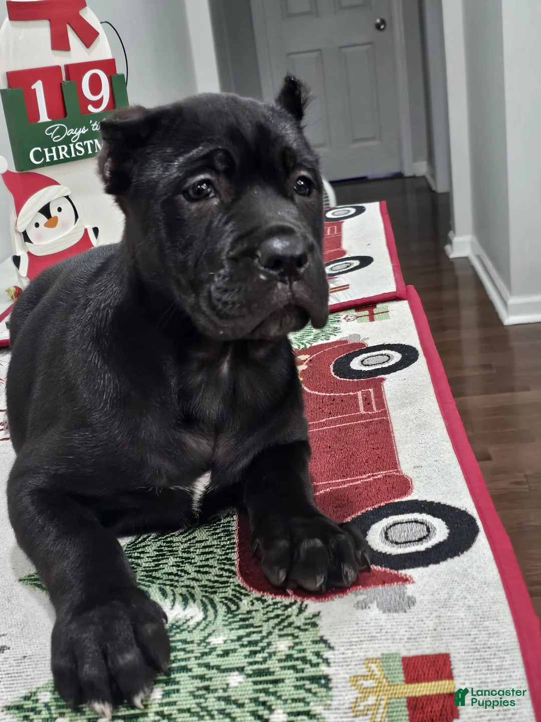Cane Corso dogs for sale: SASSY - Ad 3