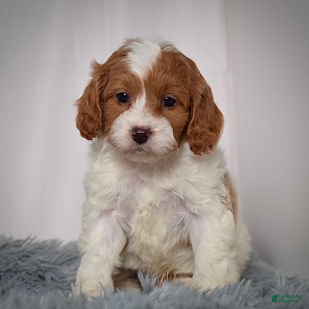 Cavapoo dogs for sale: Mr. Lenny - Ad 3