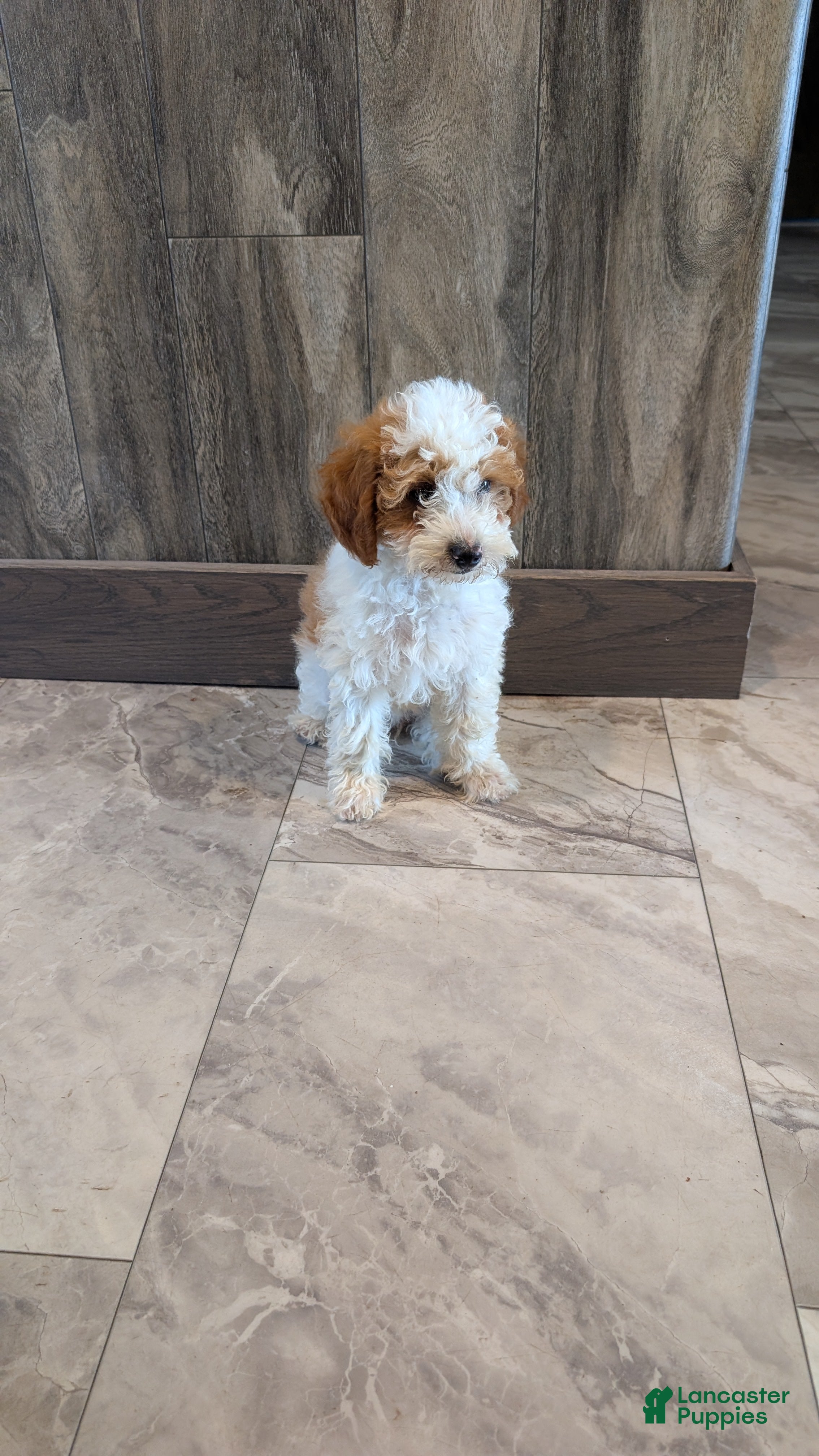 Miniature Poodle dogs Zasha  - Ad 1