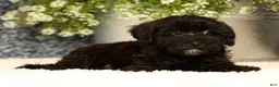 Havapoo dogs for sale: Rayna - Ad 9