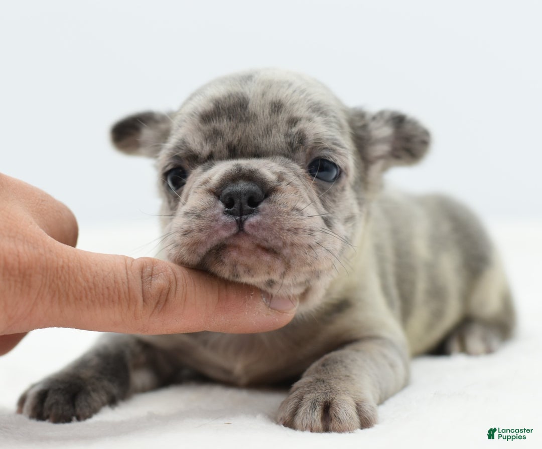 Mixed Breed dogs for sale: Nugget blue hybrid  - Ad 5