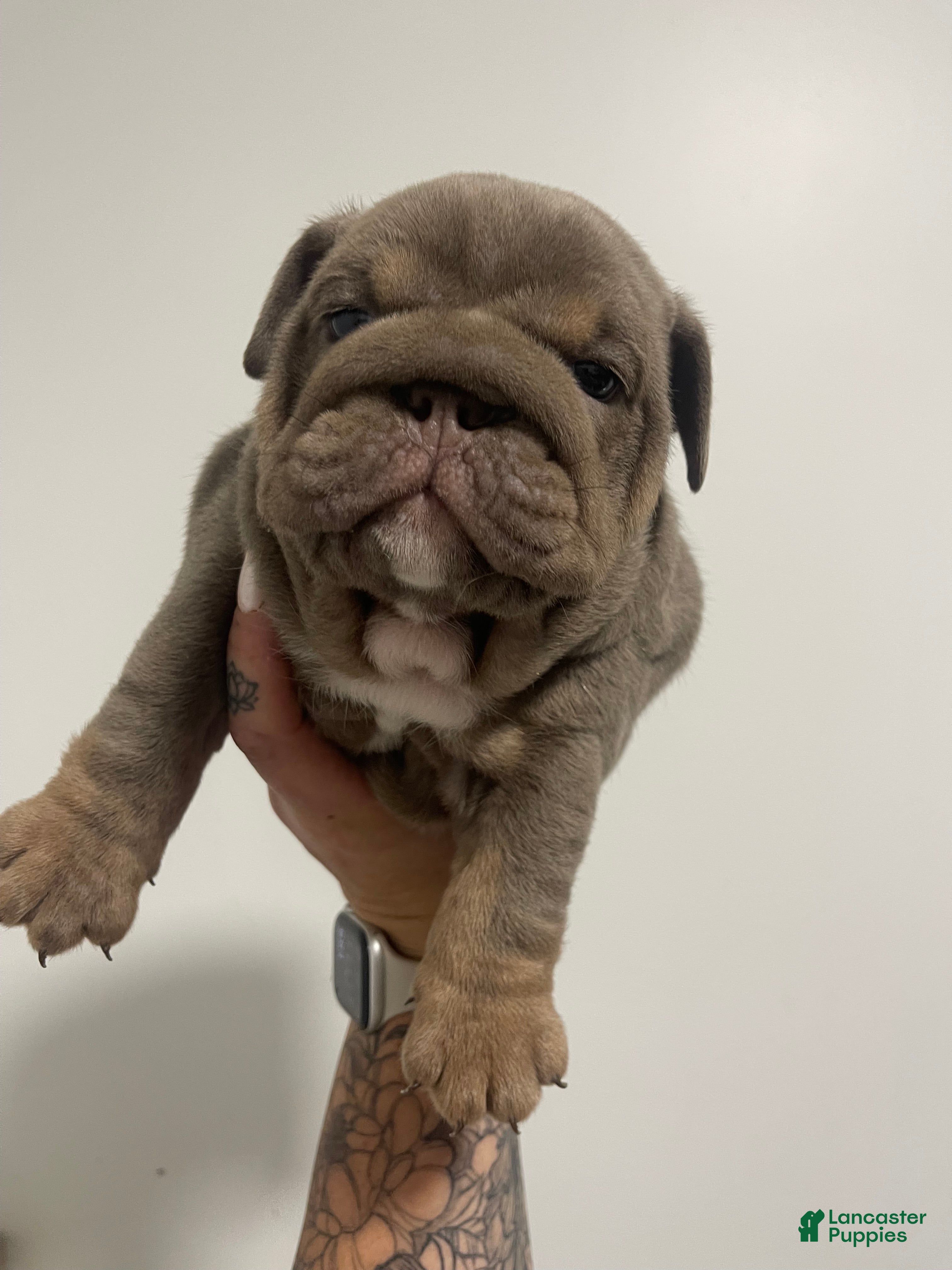 English Bulldog dogs English Bulldog - Dark Lilac Male - Ad 2