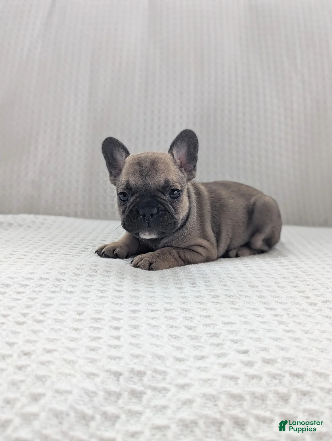 French Bulldog dogs for sale: Archie - Ad 2