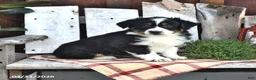 Australian Shepherd dogs for sale: Benji - Ad 4