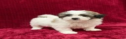 Teddy Bear dogs for sale: Nigel - Ad 5