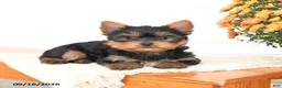 Yorkshire Terrier dogs for sale: Archie - Ad 3