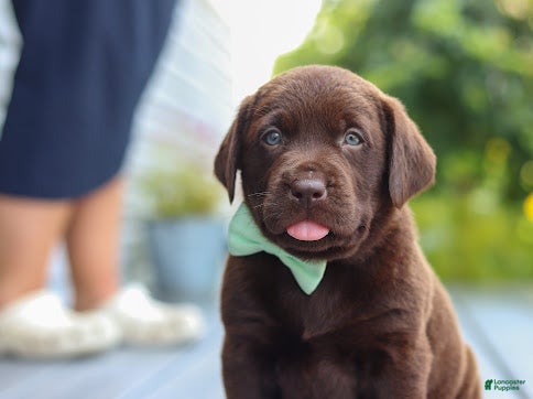 Labrador Retriever dogs Haven - Ad 2