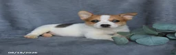 Mixed Breed dogs for sale: Rose  - Ad 4
