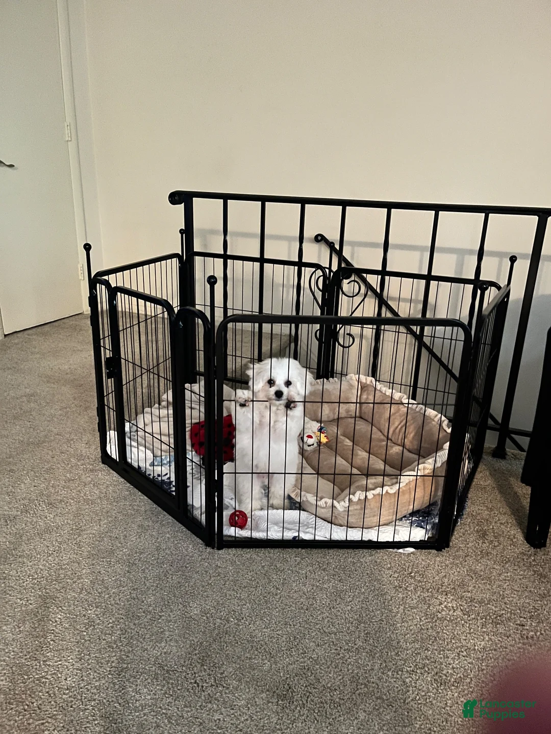Bichon Frise dogs for sale: Milo - Ad 2