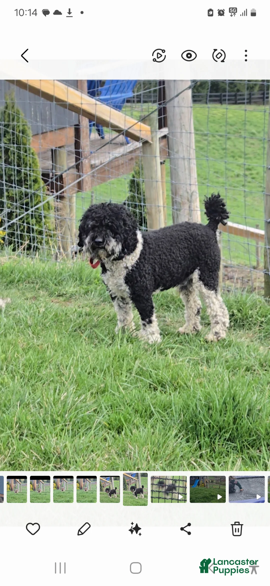 Miniature Poodle dogs for stud: Jett - Stud for Sale - Ad 3
