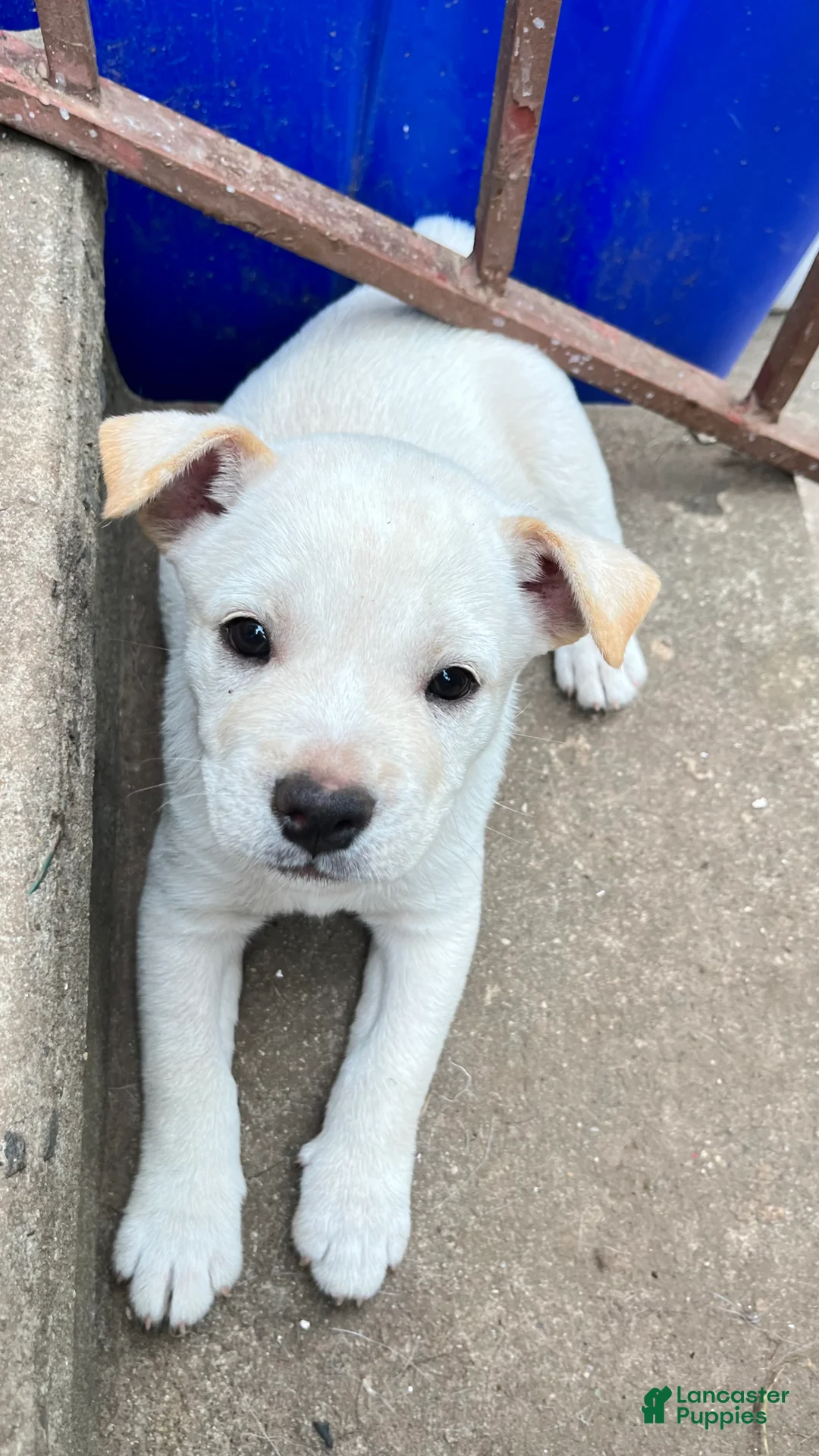 Shiba Inu dogs for sale: Max - Ad 1