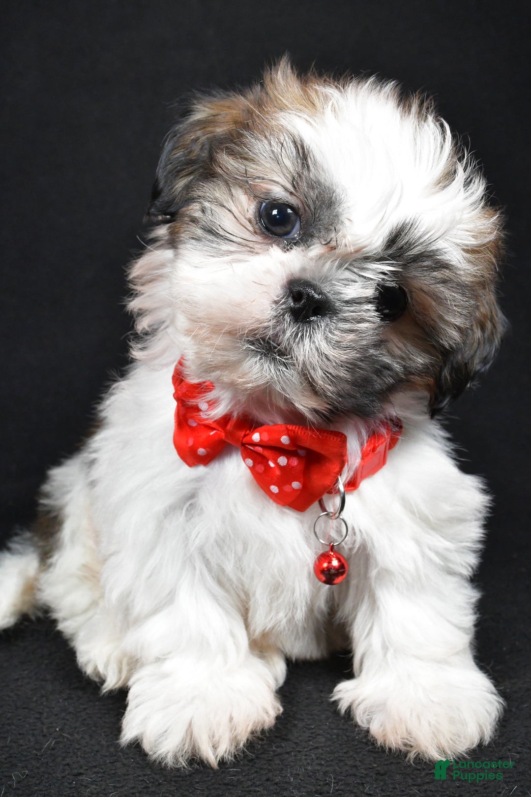 Shih Tzu dogs for sale: Kobe - Ad 4