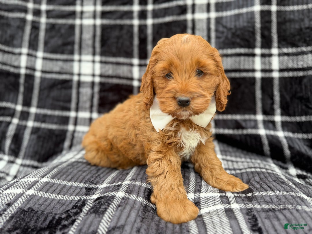 Cockapoo dogs for sale: Cupid - Ad 4