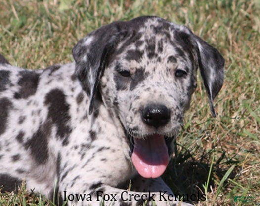 Great Dane dogs Samson - Ad 1