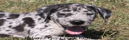 Great Dane dogs for sale: Samson - Ad 1
