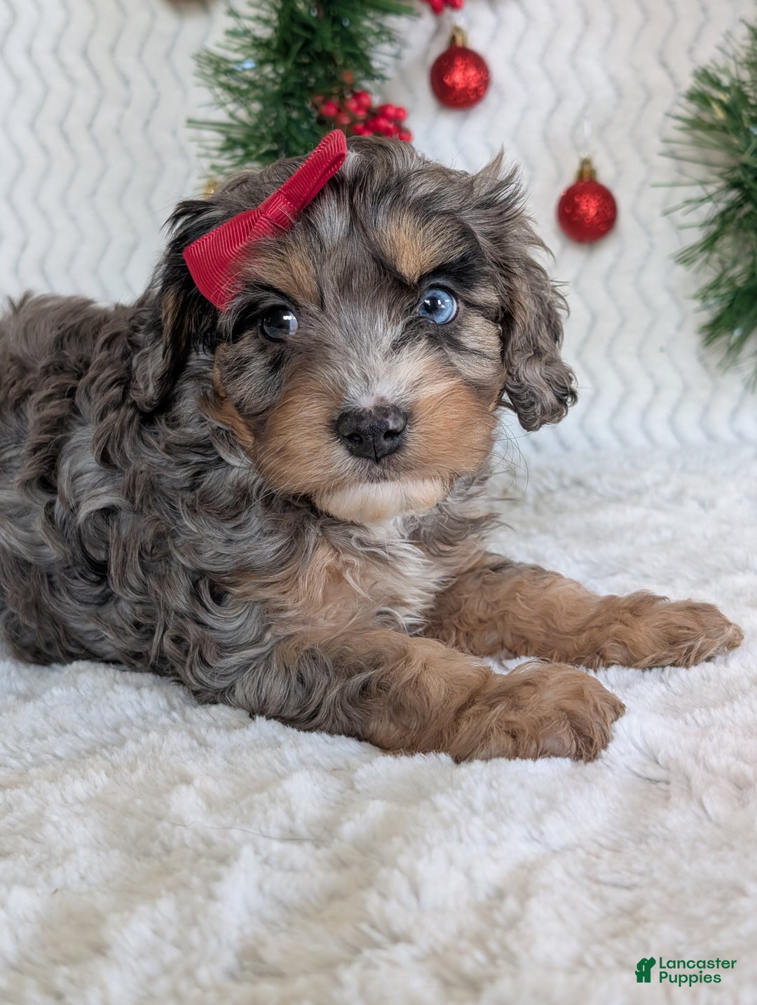 Cavapoo dogs for sale: Nemo - Ad 20