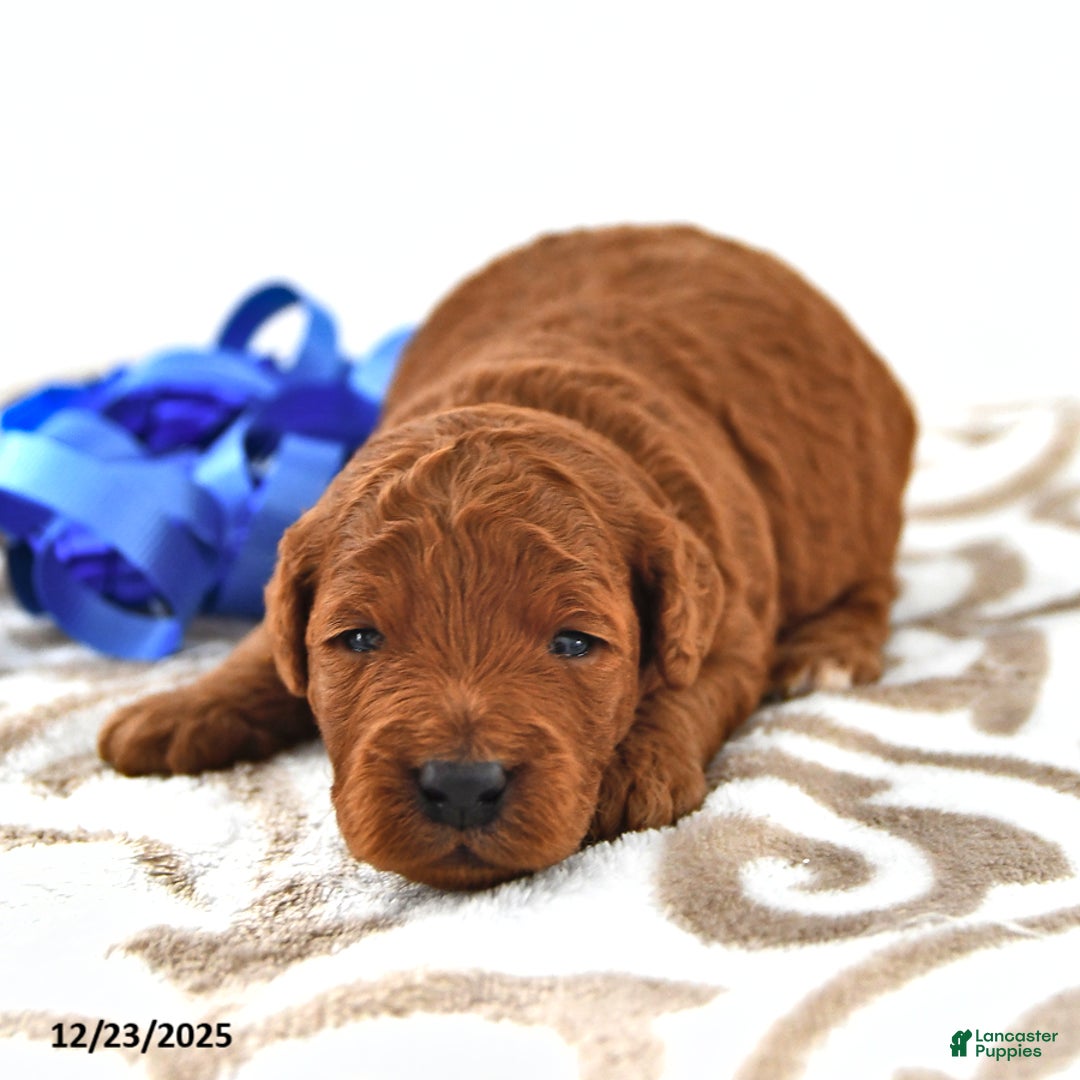Mini Goldendoodle dogs for sale: Otis - Ad 7