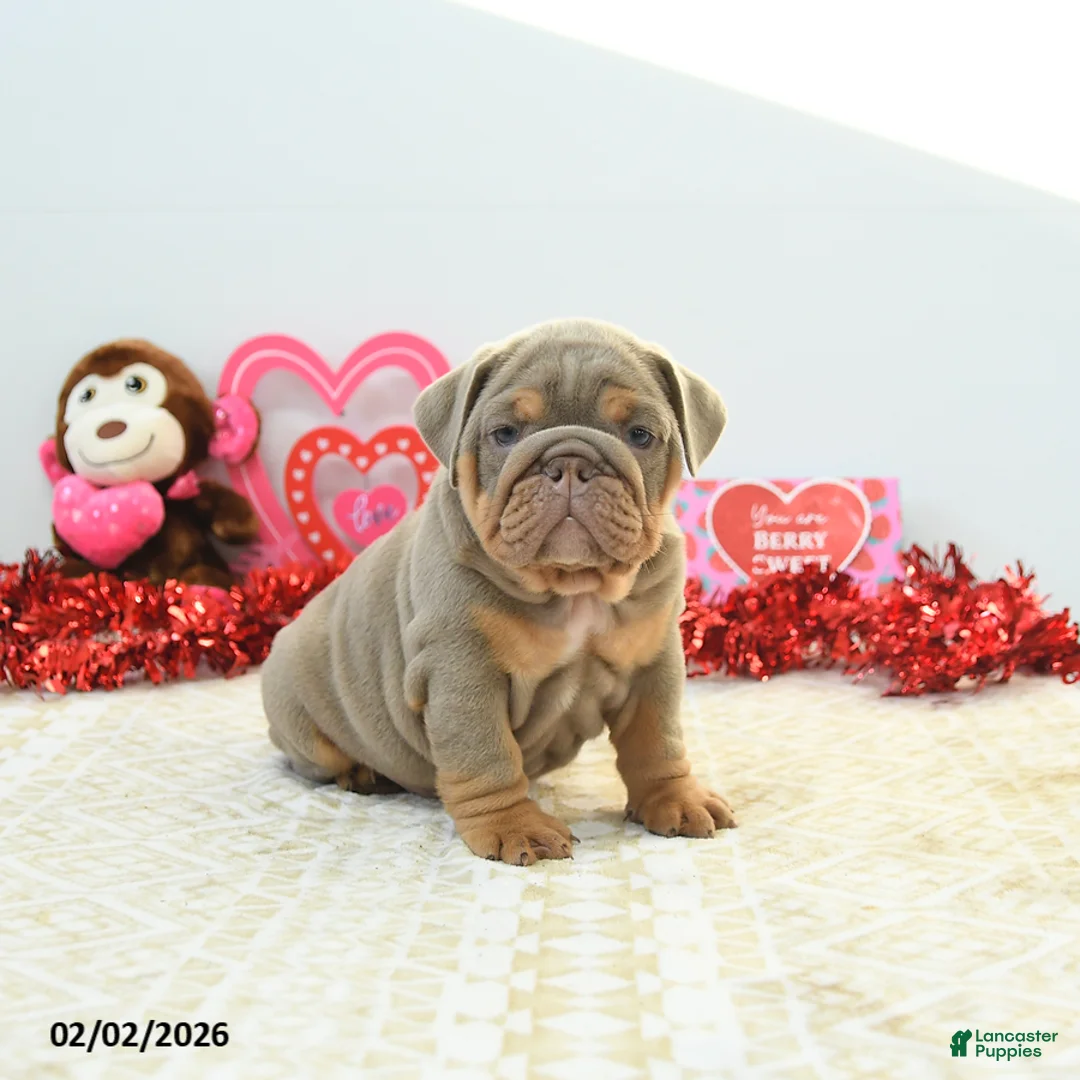 English Bulldog dogs for sale: Royce - Ad 3