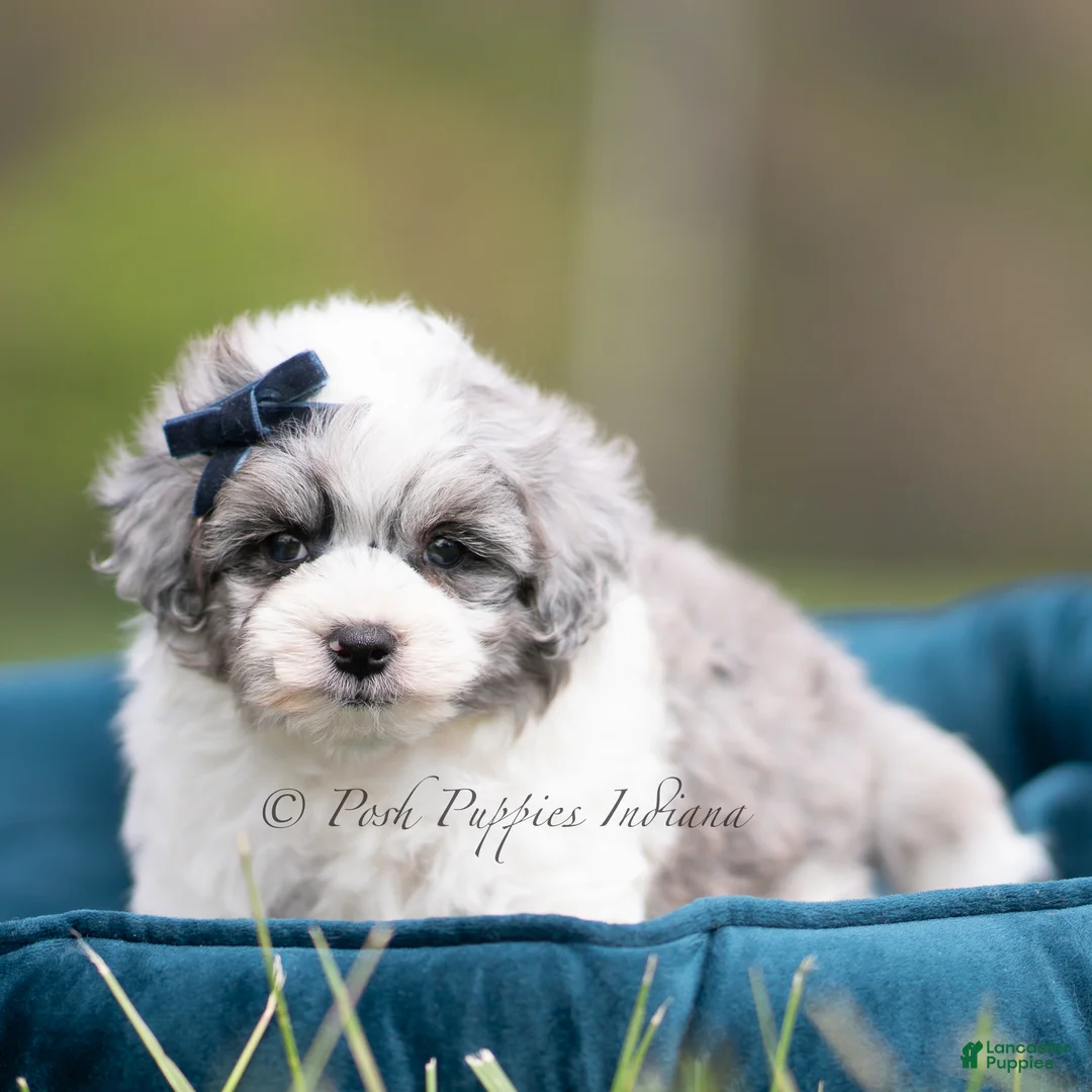Maltipoo dogs for sale: Toby - Ad 5