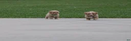 Havapoo dogs for sale: Zoey 🌷 Toy/Minature - Ad 5
