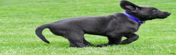 Labrador Retriever dogs for sale: Reno - Ad 14