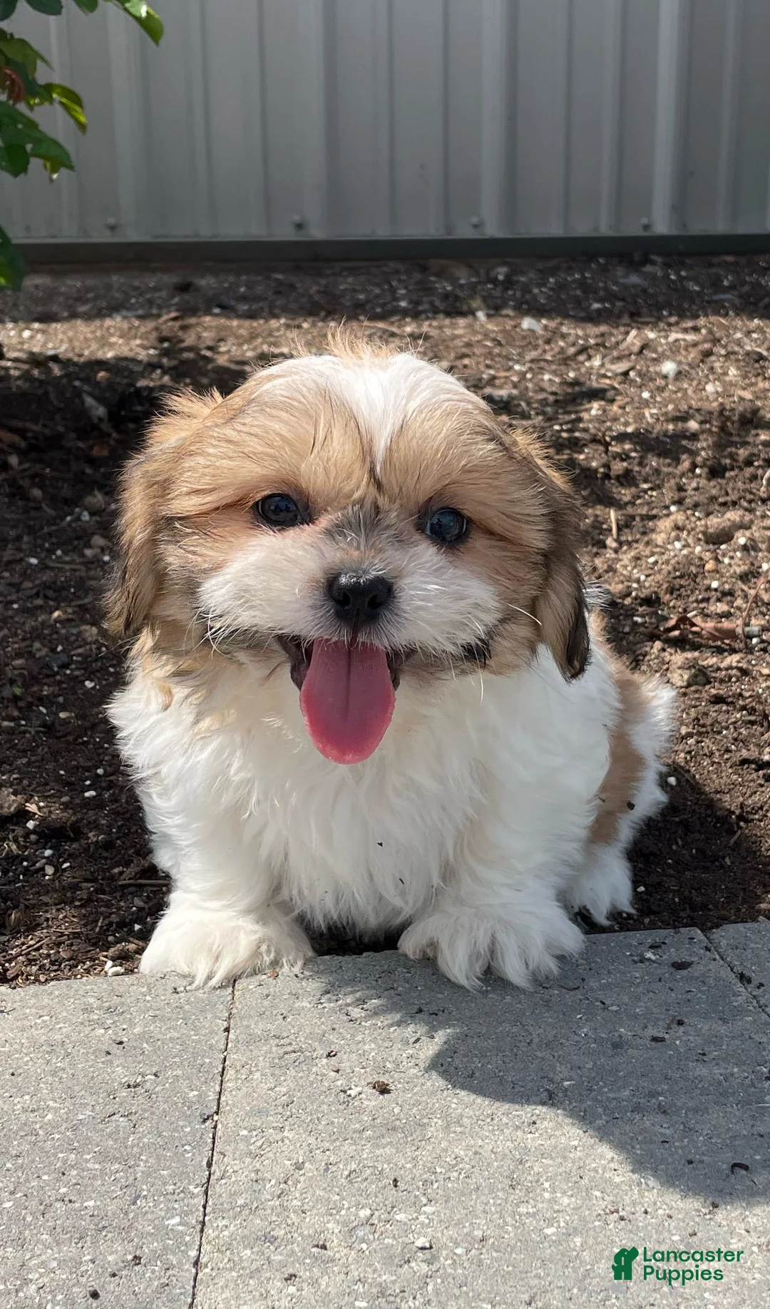 Shih Tzu dogs for sale: Snoopy - Ad 5