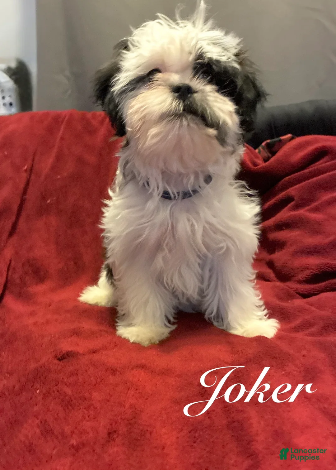 Shih Tzu dogs for sale: Joker  - Ad 3