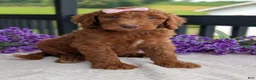 Goldendoodle dogs for sale: Miss Ellie - Ad 18