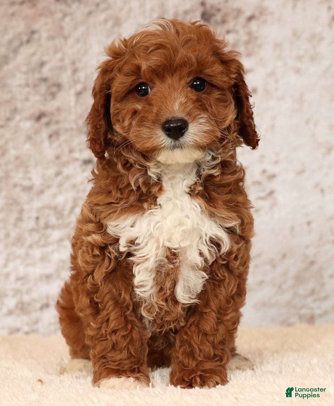 Cavapoo dogs for sale: Nolan - Ad 6