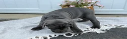 Cane Corso dogs for sale: Bella - Ad 10