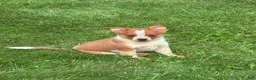 Australian Cattle Dog dogs for sale: Clancie - Ad 8