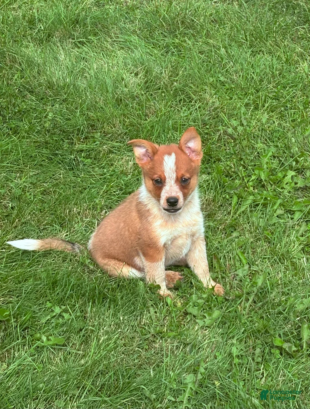 Australian Cattle Dog dogs for sale: Clancie - Ad 8