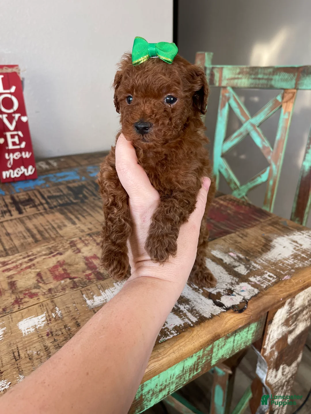 Toy Poodle dogs for sale: Akc Bred Color Red Green Bow - Ad 3