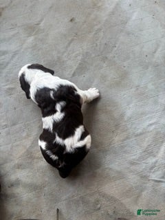 English Springer Spaniel dogs Jett - Ad 2