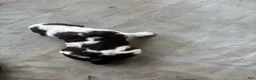 English Springer Spaniel dogs for sale: Jett - Ad 2