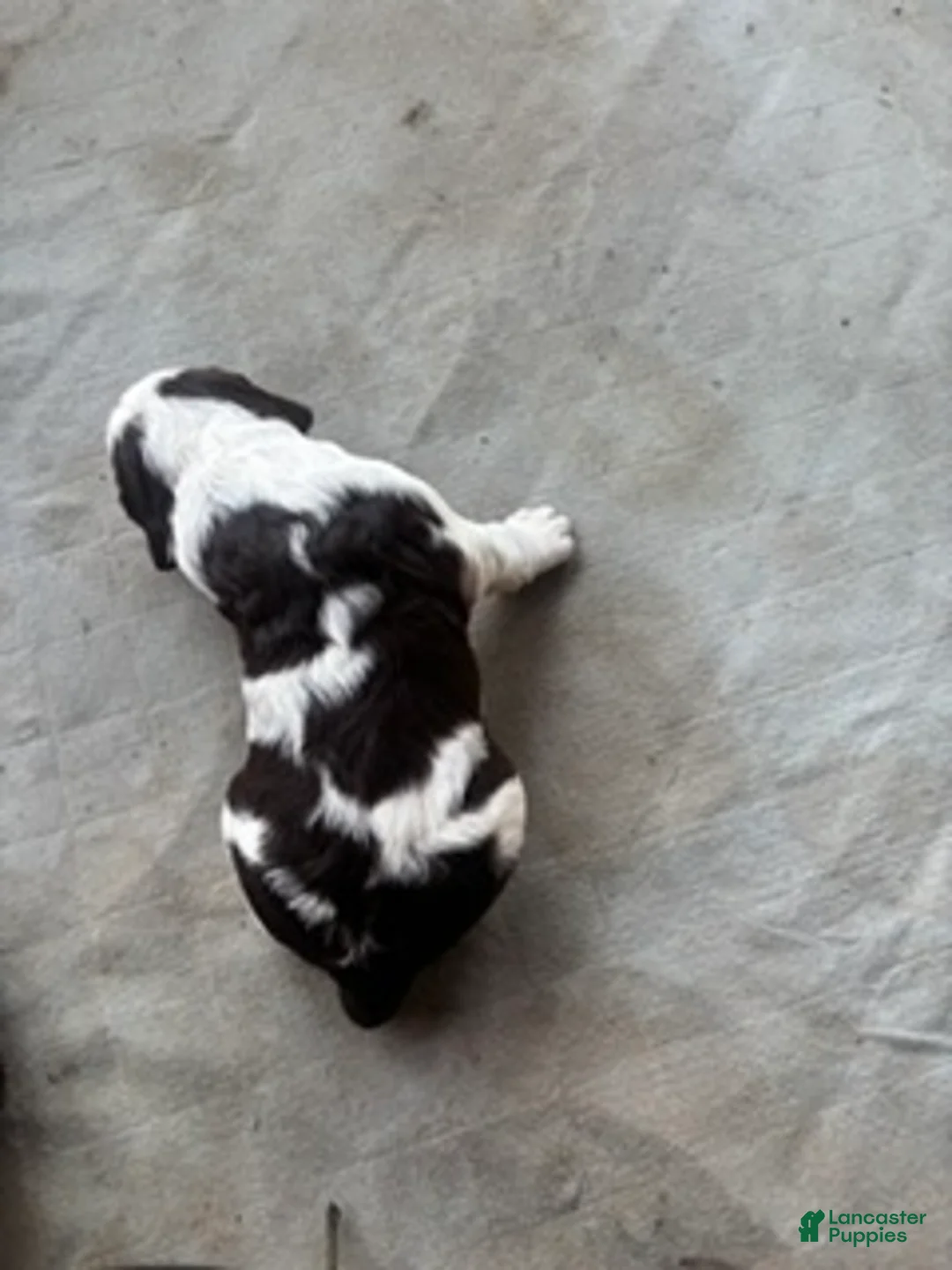 English Springer Spaniel dogs for sale: Jett - Ad 2