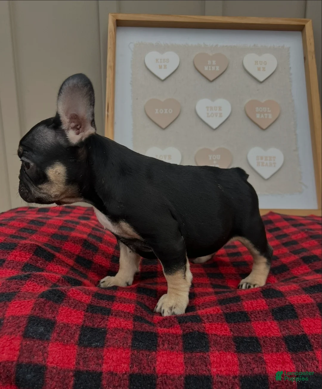 French Bulldog dogs for sale: French Bulldog Puppy 2 - Ad 1