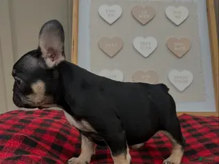 French Bulldog dogs French Bulldog Puppy 2 - Ad 4