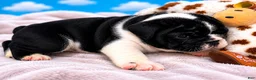 English Bulldog dogs for sale: Emperor Zurg - Ad 4