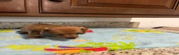 Miniature Dachshund dogs for sale: Addie - Ad 9